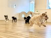 飛ぶように走る子たち　笑「ましゅまろ幼稚園🐾」