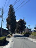 「安中原の杉並木を見てきました（中山道の文化財めぐり）」