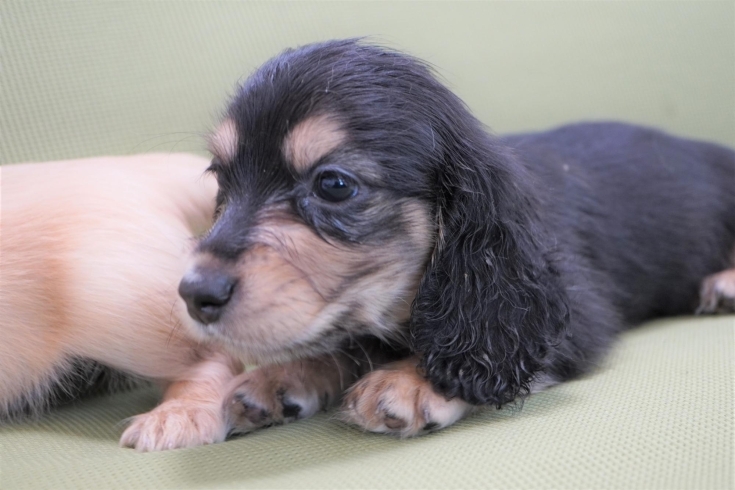 「ミニチュアダックス子犬情報」