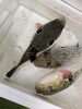 活きの良さ伝わる新鮮な魚「千葉県大原漁港直送！天然トラフグフェア開催中です」
