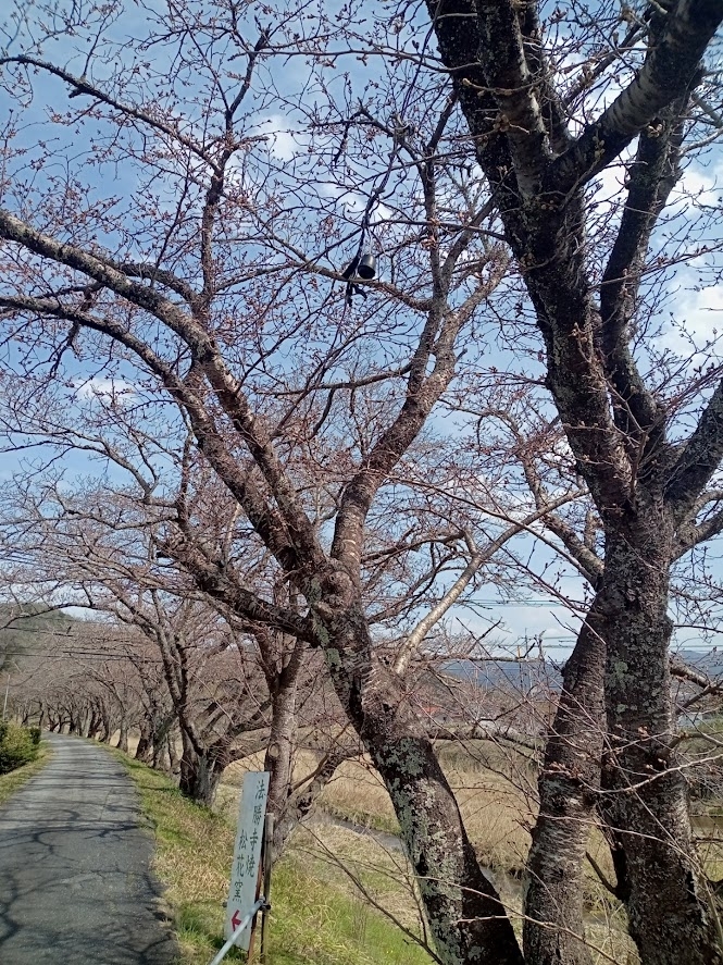 法勝寺川　南部町