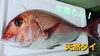 【定置もん】島根県産天然タイ「○本日のお刺身【定置もん！朝どれ！島根県産ハマチ】【定置もん！島根県産天然タイ】」