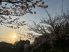 「桜が咲き始めましたね。」