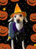 「Dog salon mofu mofu　余市町」
