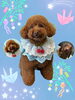 「Dog salon mofu mofu　余市町」