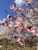 大宮第二公園梅まつり