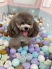 リリーちゃん「ましゅまろ幼稚園🐾」