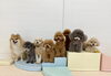 右から　ハッピー♡リリー♡ルル♡ねねちゃん「ましゅまろ幼稚園🐾」
