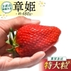 舞鶴産 大粒いちご 章姫 480g前後（240g×2パック）（12粒～16粒）
