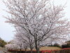「【西条市 小松町新屋敷】小松中央公園の桜が咲いています！」