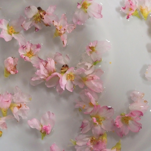 桜でーす。か　かわいい。。。フローズン桜楽しみ♡「勝手に雪あかり2021～お花を凍らせて～」