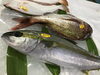 「魚魚市場鮮魚コーナーおすすめは「マテ貝」です♪」