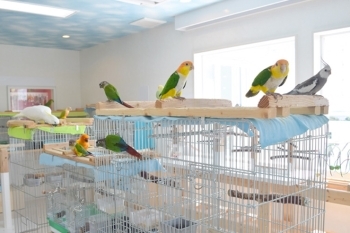 佐世保の鳥カフェ ふわふわインコ 佐世保のおすすめカフェまとめ まいぷれ 佐世保 佐世保の鳥カフェ ふわふわインコ 佐世保のおすすめカフェまとめ まいぷれ 佐世保