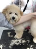 カット中　腕にあごを乗せてくる可愛いアムールくん「はじめまして　^o^」