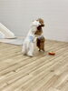 おっ。きぃの川　足が浮いてきたっ「わんこ相撲🐶」