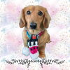 「Dog salon mofu mofu　余市町」