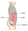 特に大切なのはこの4つ筋肉＋腸腰筋（大腰筋）です。「今流行りの「フェムケア」。　骨盤底筋体操で解消しましょう！」