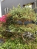 五葉松剪定前「五葉松剪定•横浜市磯子区•金沢区•植木、造園のご相談は庭一！」