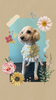 「Dog salon mofu mofu　余市町」