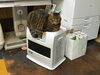 上が暖かいのです「冬の猫たちいろいろ」