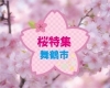 舞鶴　桜・お花見スポット　開花状況