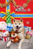 たくさんのプレゼントに囲まれてますね(^▽^)「１２月おやすみ案内」