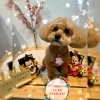 トイプードル　カット「🐶トイプードル、スコティッシュテリア、トリミングのお友達🌸」