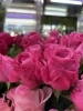 「バラの日🌹」