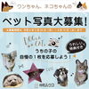 まだまだ応募お待ちしております！！「ペット写真大募集中！応募いただいた写真ご紹介中です！」