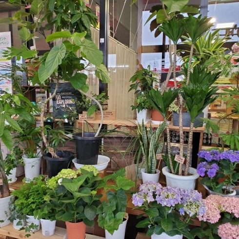 観葉植物「【はなやホック皆生店】花を飾りませんか！？」