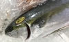 「魚魚市場鮮魚コーナーおすすめは「ヒラメ」です♪」
