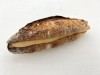 ミルクフランス(キャラメル)「やさしい甘さのミルクフランスとラムレーズンのご紹介」