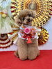 くうちゃん「Happy New Year」