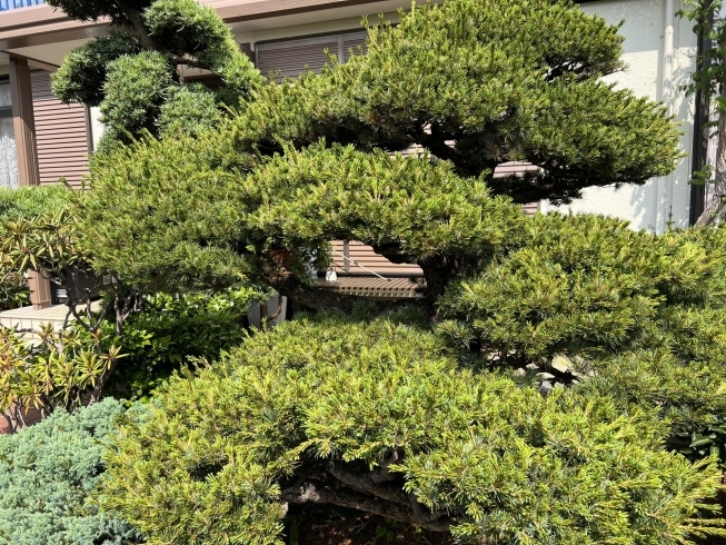 五葉松、剪定前「庭の手入れ。五葉松の剪定。横浜市磯子区、金沢区、植木、造園、庭のご相談は庭一。」