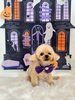 ももちゃん「Happy Halloween 2026🎃」