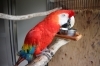 オウムインコデー「アカコンゴウインコ」「【親子でお出かけ】オウム・インコデーイベント開催🦜　(令和8年6月13日、14日)」