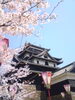 「桜が満開！！！！」