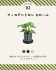 セローム「【花小金井】ミニ観葉植物が入荷しました🌿」