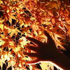 月明かりに照らされた満願寺で紅葉を愛でる