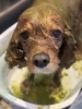 「🐶トリミングのお友達🎍」