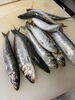 獲れたて新鮮！旬の魚介を味わおう「趣向を変えて」