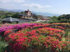 「ツツジ情報🌺」