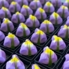 「5月5日こどもの日　節句のお菓子承ります！」