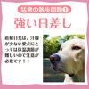 犬にとって、強い日差しは注意が必要！「【犬のためのお家作り】暑い日のお散歩は注意が必要です！猛暑をどう過ごす？」