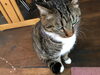 クルミ「猫たちも昨日から仕事」