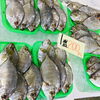 「魚魚市場鮮魚コーナーおすすめ商品は「イサキ・ヒラアジ」です♪」