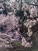 上田城跡公園「杏の後は桜🌸」