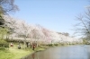 花島公園 千葉市花見川区 お花見するならここ 千葉 船橋 市川 習志野の 桜 特集 21年 まいぷれ 千葉市