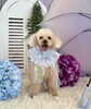 ラムちゃん「わんこと雨☔️」