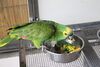 オウムインコデー「キビタイボウシインコ」「【親子でお出かけ】オウム・インコデーイベント開催🦜　(令和8年6月13日、14日)」